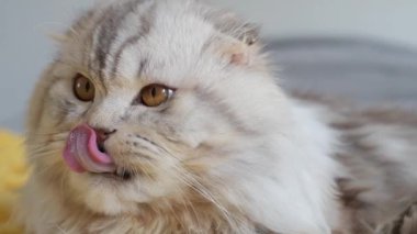 Şirin İngiliz kedisi evdeki kanepede yıkanıyor.