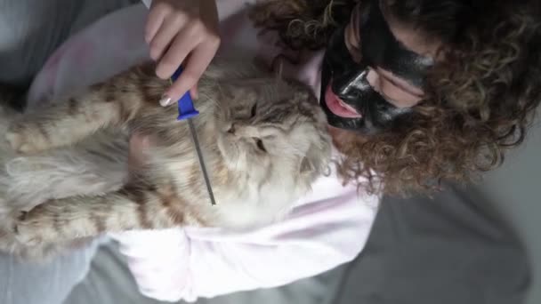 Young Woman Brushing British Cat Home — Stock Video