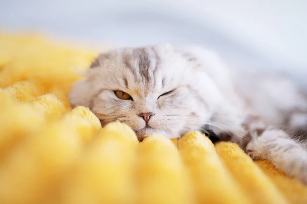 Cute Domestic British Cat Lies Warm Yellow Blanket Home — Stock Photo, Image