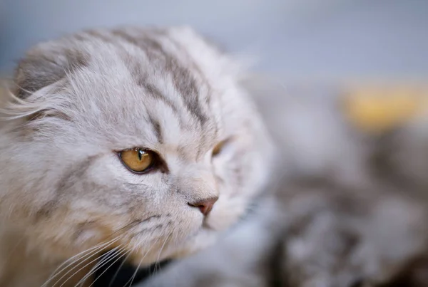 Симпатичная Домашняя Британская Кошка Лежит Дома Теплом Желтом Одеяле — стоковое фото