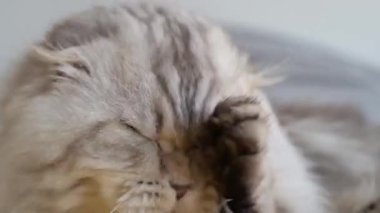 İngiliz kedisi evdeki kanepede yıkanıyor.