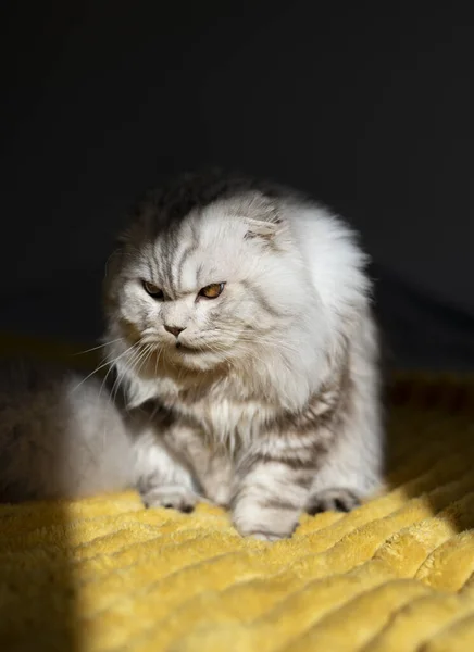 Roztomilý Britský Kočka Doma — Stock fotografie