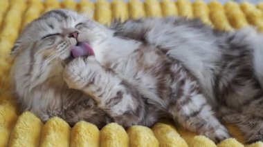 Şirin İngiliz kedisi evdeki kanepede yıkanıyor.