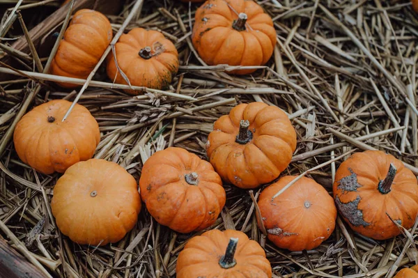 Pompoenoogst Een Griezelig Seizoen Voor Halloween Geneugten — Stockfoto
