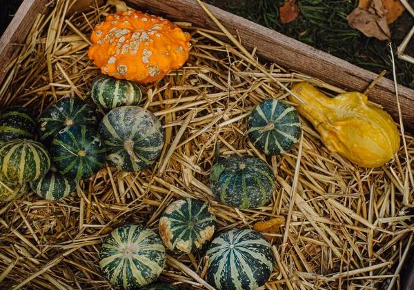 Pompoenoogst Een Griezelig Seizoen Voor Halloween Geneugten — Stockfoto