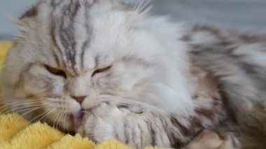  Kedi evdeki kanepede yıkanır. 