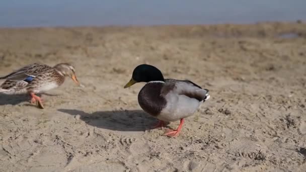Cute Ducks Sand — Stock Video