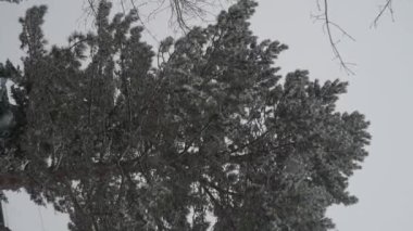 Sakin bir kış sahnesi. Karlar yavaşça uzun ve görkemli ağaçların arkasına düşüyor.