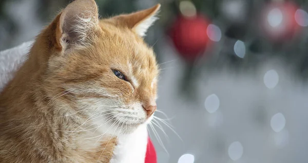 Όμορφη Γάτα Όμορφα Μάτια Χριστούγεννα Μπάνερ Αντίγραφο Χώρου — Φωτογραφία Αρχείου