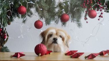 Bir köpeğin portresi Noel çelenklerinin arka planında, kameraya bakıyor. Noel aile tatili. 