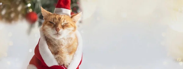 Vacker Katt Med Vackra Ögon Julen God Jul Banner Kopieringsutrymme — Stockfoto