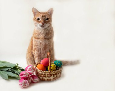 Paskalya geçmişi. Yumurtalı Paskalya Tavşanı. Mutlu Paskalyalar. Paskalya tavşanı. Paskalya yumurtaları. Mutlu Paskalyalar. Kedi. Pankart. Kapsama alanı