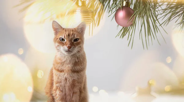 Krásná Kočka Krásnýma Očima Zrzavá Kočka Vánoce Banner Bokeh Kopírovat — Stock fotografie