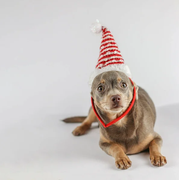 Roztomilý Červený Pes Ležící Gauči Domácí Zvířata Zimní Prázdniny Pes — Stock fotografie