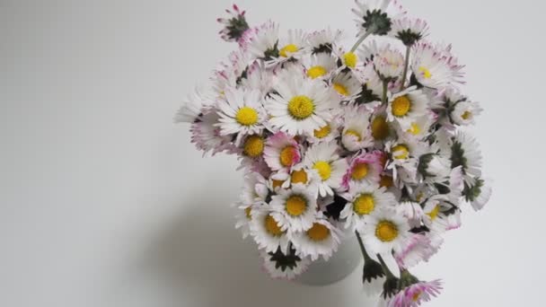 Tavaszi Virágok Tavaszi Csokor Százszorszép Fehér Alapon — Stock videók