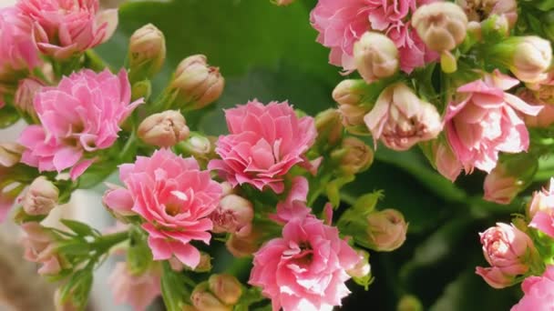 Gyönyörű Rózsaszín Kis Virágok Zöld Háttérrel Skarlát Vagy Kalanchoe — Stock videók