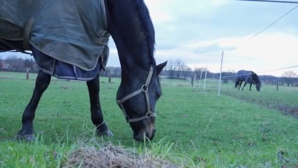 Ένα Άλογο Μια Κουβέρτα Τρώει Γρασίδι Ένα Λιβάδι Στο Παρασκήνιο — Αρχείο Βίντεο
