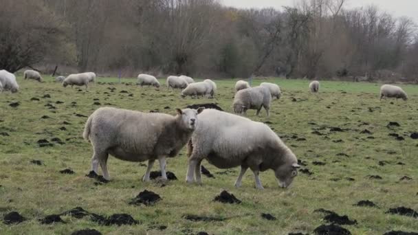 Овцы Пасутся Поле Дождливая Погода Дикие Овцы — стоковое видео