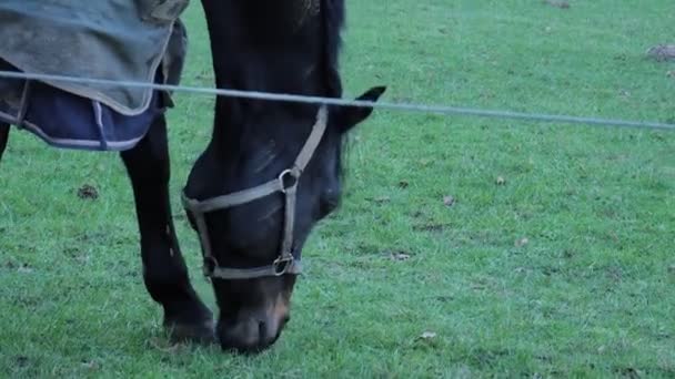 毛布の馬は草地で草を食べる — ストック動画