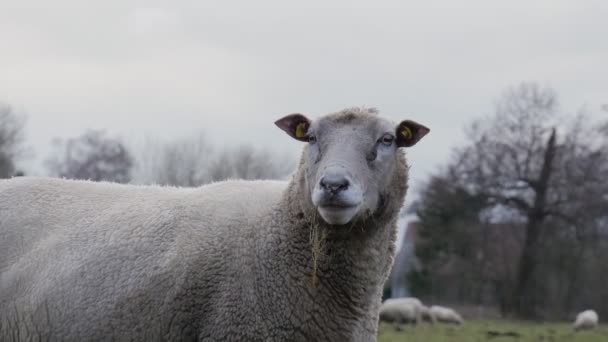 Πρόβατα Βόσκουν Στο Χωράφι Και Κοιτάζουν Στην Κάμερα Βουνά Και — Αρχείο Βίντεο