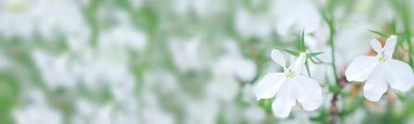 Spring background - spring composition of flowers. Banner. Copy space