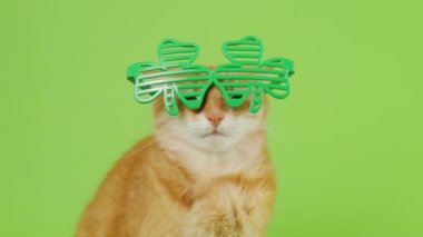 Cute domestic red cat in leprechaun glasses for Patrick's day. Cat on a green background. 4K
