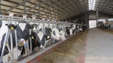 Cows in barns. Feeding cows on a dairy farm.Cows in barns