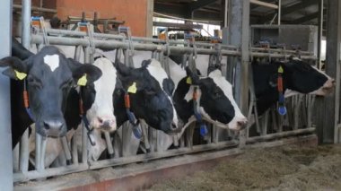 Cows in barns. Feeding cows on a dairy farm.