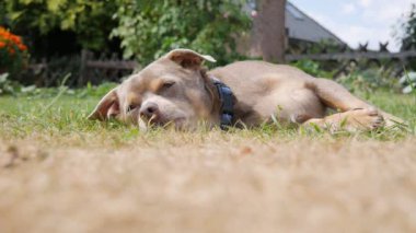 Charming portrait of a dog. The dog lies on the grass and basks in the sun. The ball flies and the dog hits. Cute funny smiling muzzle looks at the camera and smiles. Soft natural light.