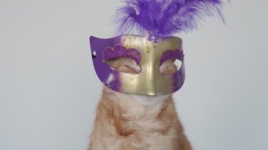 cat carnival. Red cat sits in a carnival mask. The cat in the mask