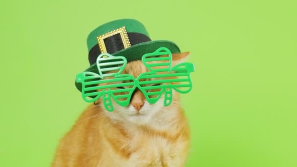 Cute Domestic Red Cat Leprechaun Glasses Patrick Day Cat Green — Stockvideo