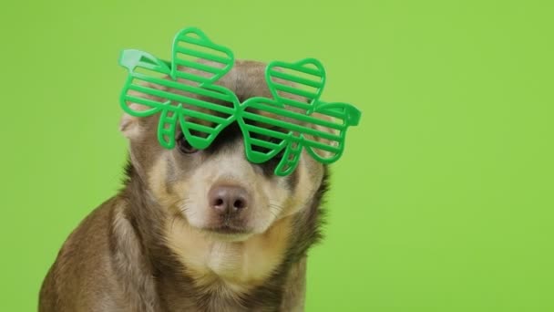 Cute Domestic Dogt Leprechaun Glasses Patrick Day Dog Green Background — Wideo stockowe