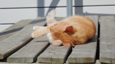 Cute home is washing. the cat lies in the sun. The cat is washing up. 4K