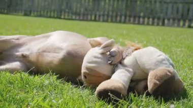 Lilac chihuahua dog lies on the grass and plays with toys.