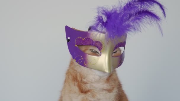 かわいい国内の赤い猫はカーニバルのマスクに座っている カーニバルだ 頭の上の帽子 休日の猫 お祝いのグリーティングカード — ストック動画