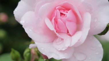 Pembe gül ve çiğ damlaları.