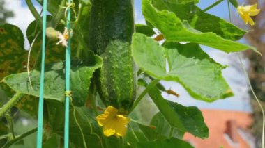 Cucumbers in the ground. Harvesting cucumbers