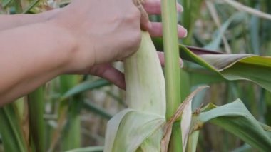 A woman tears off an ear of corn. Ripe corn. Corn harvest