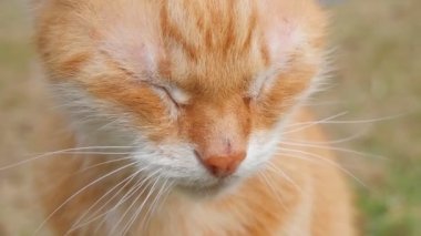 A cute domestic red cat is sitting in the sun. Close-up of a red-haired muzzle of a cat. Contented, happy cat in nature. 4K