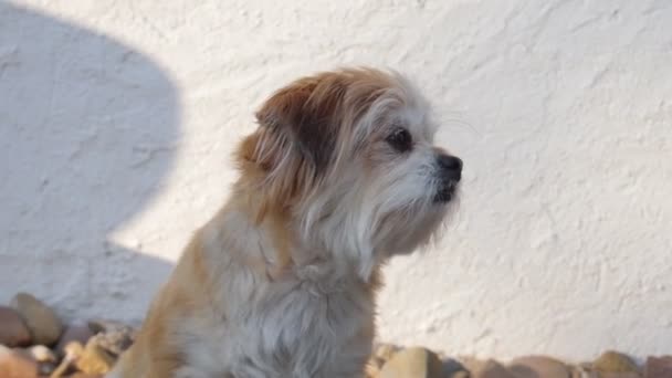 Cute Red Dog Portrait Dog Sitting Street Home Pet — Αρχείο Βίντεο