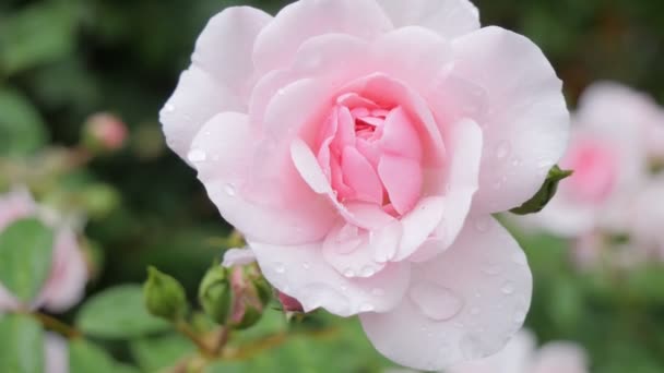 Różowa Róża Kroplami Rosy — Wideo stockowe