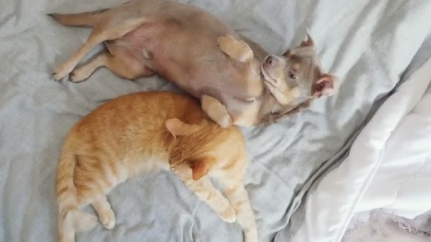 猫和狗 小狗和小猫睡在床上 — 图库视频影像