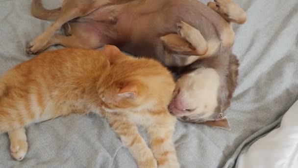 Puppy Kitten Slapen Samen Het Bed — Stockvideo