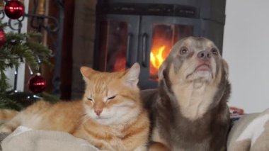Kızıl kedi ve köpek şöminenin yanındaki kanepede uzanıyorlar. Noel ağacı ve şömine.