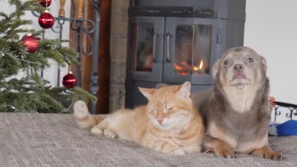 Кіт Собака Лежать Дивані Біля Каміна Різдвяна Ялинка Камін — стокове відео