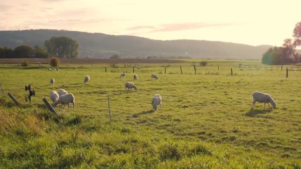 Les Moutons Paissent Dans Prairie Beau Coucher Soleil Montagnes — Video