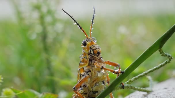 Grasshopper Senta Grama Depois Chuva Trópicos Gotas Chuva Estão Cair — Vídeo de Stock