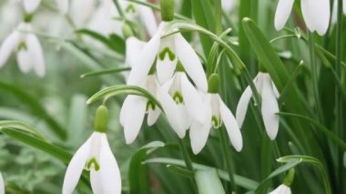 Bahar beyazı kar damlası. bahar ormanı