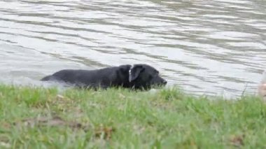 Büyük bir köpek nehirden çıkar. siyah labrador