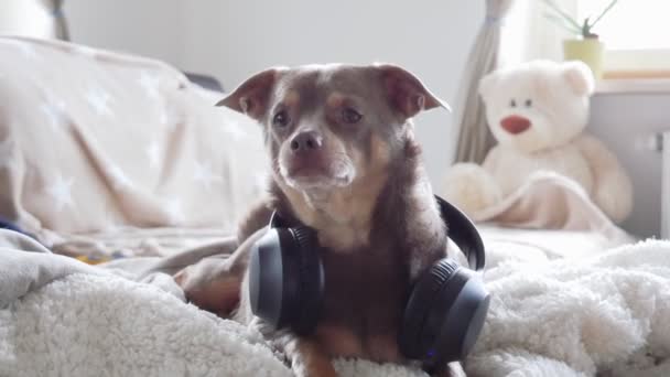 奇瓦瓦犬坐在床上 带着耳机 后面是一只大玩具熊 — 图库视频影像